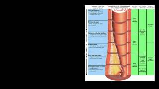 Pathophysiology of Cerebrovascular Accidents [upl. by Alyag]