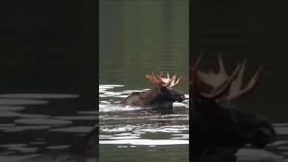 Moose and Elk Heavyweight Swimmers vs Marathon Runners [upl. by Waneta]