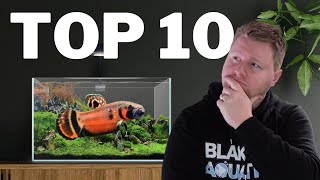 Top 10 UNIQUE Fish for Your 20 Gallon Aquarium [upl. by Herzig]