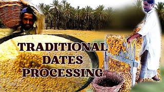 Date Trees and Production Processes  traditional dates processing in Sindh  Pakistans best dates [upl. by Nosyt861]