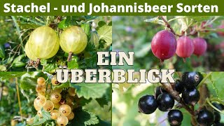 Stachel  und Johannisbeersorten im Überblick  Jostabeere  Sortenunterschiede  Sortenvergleich [upl. by Nyletak]