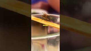 How a Bee Stinger Works in 30 Seconds [upl. by Leirrad]