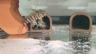 L134 leopard forg pleco breeding trap attempt [upl. by Akimed]