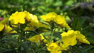 Oenothera fruticosa [upl. by Enneirdna]