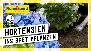 Hortensien im Gartenbeet pflanzen  mit der Floragard BioErde Sauer [upl. by Marcella]