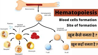 Hematopoiesis  Blood cell formation  Formation of blood cell  Stages  Site  Hindi [upl. by Stanly]