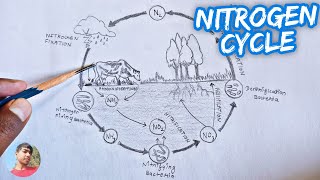 Nitrogen Cycle Labelled Diagram Drawing  Timelapse Drawing [upl. by Ahsiem]