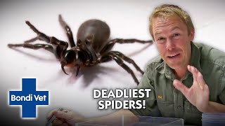 Up Close amp Personal with Australias DEADLIEST Spiders  Full Episode  The Wildlife of Tim Faulkner [upl. by Humo98]