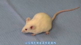 小鼠餵食管實驗操作 Mouse Oral Gavage Training [upl. by Li]