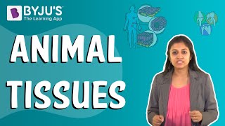 Animal Tissues [upl. by Aleedis]