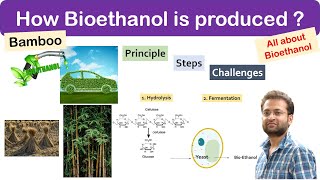 What is bioethanol fuel Bamboo How it is produced Principle steps and Benefits Challenges [upl. by Lanti740]