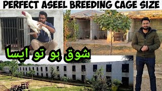 Aseel Murga Cage Setup  Breeding Cages for my chickens  Backyard Poultry [upl. by Namzed305]