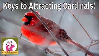 All About Cardinals and How To Attract Them [upl. by Mendelsohn]