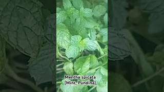 Mentha spicata mint pudina kishtwar morning homegarden beautiful india [upl. by Bennion]