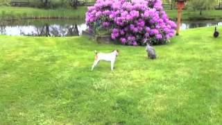 Ducks Attack Jack Russell [upl. by Deedahs539]