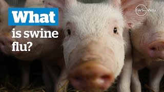 What is swine flu [upl. by Gleason]