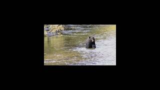 Vancouver Island Black BearNitinat River nature Bear wildlife [upl. by Troc542]