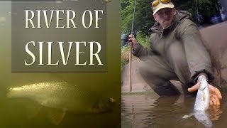 Quality Silver Fish Fishing On The River Tone FREE Waters Somerset [upl. by Jew988]