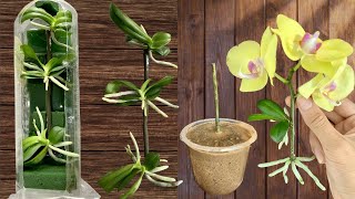 SYNTHETIC OF 2 Simple ways to propagate orchids at home [upl. by Maisel]