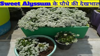 💐 grow amp care sweet alyssum flower plant💐 alyssum flower best winter flower care of alyssum [upl. by Ednalrim]