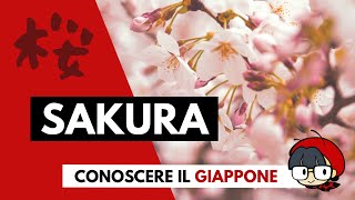 Sakura la fioritura dei ciliegi in Giappone [upl. by Wolfe827]