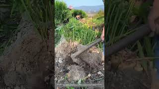 Process Of Using A Hoe To Dig Ginger [upl. by Fenwick]