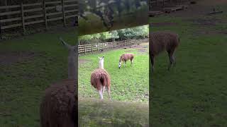 Lama  Wildlife  mudchute farm  London  Uk  Travel [upl. by Derek]