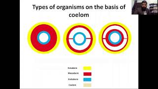 acoelomates pseudocoelomates coelomates schizocoelous and enterocoelous coelom formation [upl. by Dieter589]