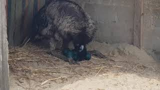 Emu ready to incubate its mates eggs [upl. by Eidorb]