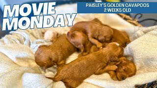 Paisleys Golden Cavapoos 1 week old [upl. by Ettennat293]