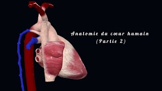 ⭕L ANATOMIE du cœur partie 2 [upl. by Eelinnej601]