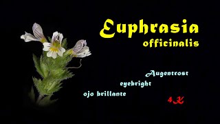 Euphrasia officinalis Augentrost eyebright ojo brillante 4K time lapse [upl. by Rodoeht]