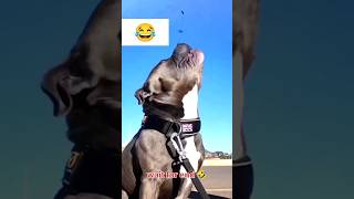 Big dog 😧 funny reels dog tamil doglover puppy funny comedy manojdey shorts trandingshort [upl. by Vilma664]