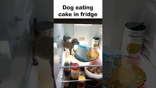 dog eating cake in fridge [upl. by Enelam]