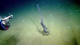 Stunning Siphonophore  Nautilus Live [upl. by Lefty744]