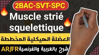 Rôle du muscle strié squelettique dans la conversion de lénergie 2BACSVT Partie 3 [upl. by Ynney]