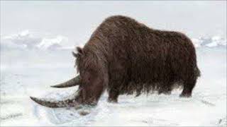 Woolly rhinoceros sound effects [upl. by Rastus]