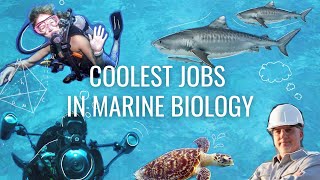 9 Cool Jobs in Marine Biology part 2  Careers in Biology [upl. by Eilhsa]