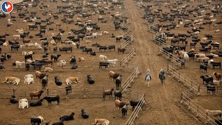 Plus Grand Ferme Bovins  Comment agriculteur américain élève des millions de bovins [upl. by Akcirderf]