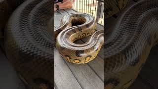 Check out this anaconda snake slithering around [upl. by Lekcim969]