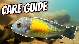 Tropheus Care and Breeding Guide [upl. by Sirrap]