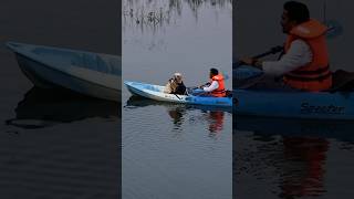 Adventures on the water with my favorite copilot 🐾🚤 DogDays BoatingAdventures labradorlovers [upl. by Felt]