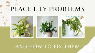 Peace Lily problems and how to fix them  Peace Lily Plant Care  MOODY BLOOMS [upl. by Turoff]