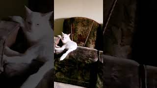 Nawab Sahab Aram Furma Rahy cat catlover kitten [upl. by Regine66]