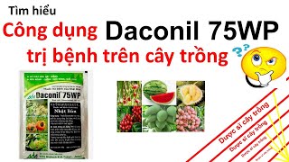 Công dụng của Daconil 75wp đối với cây trồng  bệnh hại  sương mai  thối nhũng  Dược sĩ cây trồng [upl. by Htiduj]