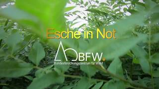 Esche in Not [upl. by Rodmur]