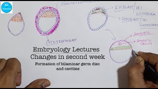 Embryology lectures  Changes in second week  Bilaminar germ disc  Dr Ashok K R [upl. by Hashim]