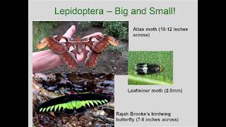 Entomology 1111  2018  Lecture 10  Hexapod Orders  Trichoptera through Diptera [upl. by Adian860]