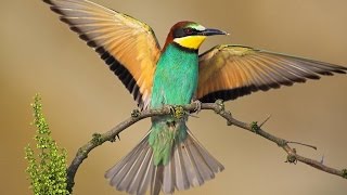 ABELHARUCO  MEROPS APIASTER [upl. by Adnaluy]