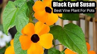 How to grow Thunbergia alata  Black eyed susan vine  Best Vine plant in pots [upl. by Brigida]